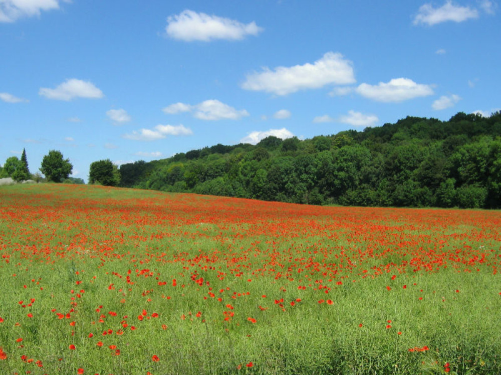 site